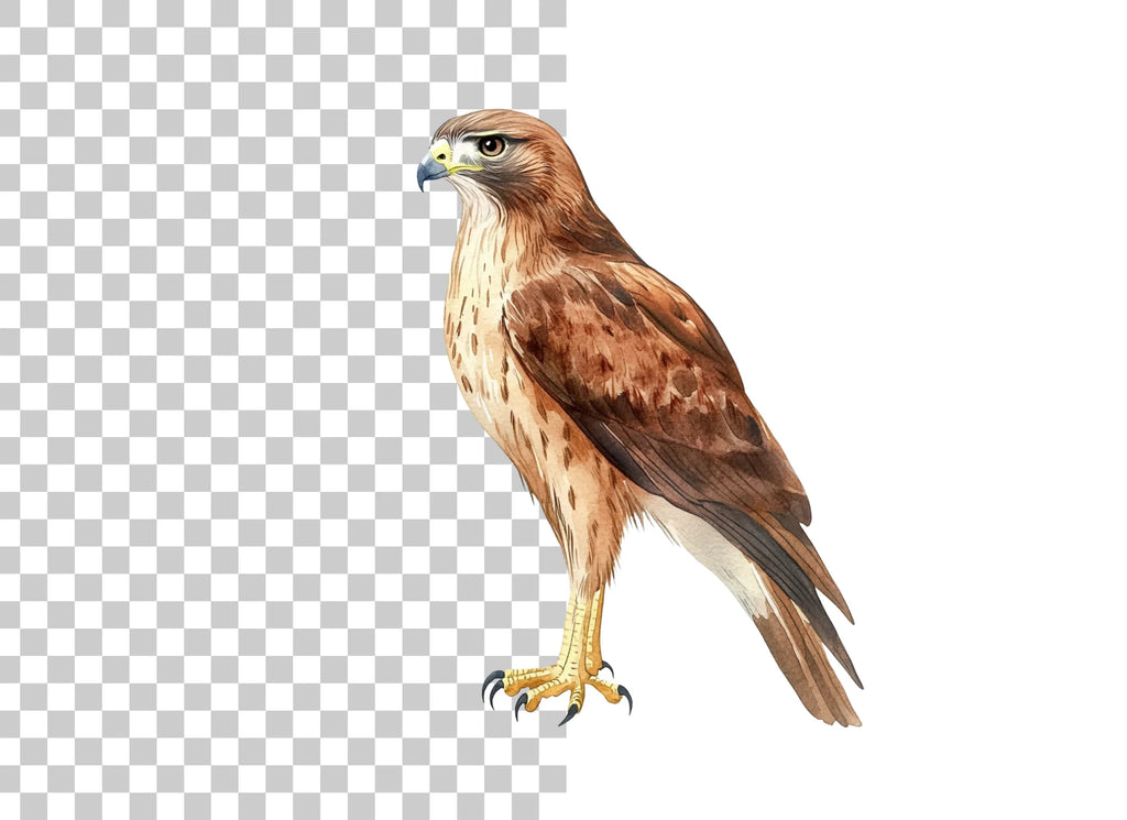 Majestic Brown Hawk Bird Clipart Bundle