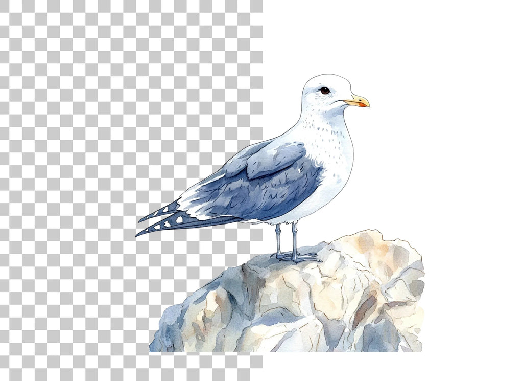 Three Seagulls on Rocks Clipart Bundle