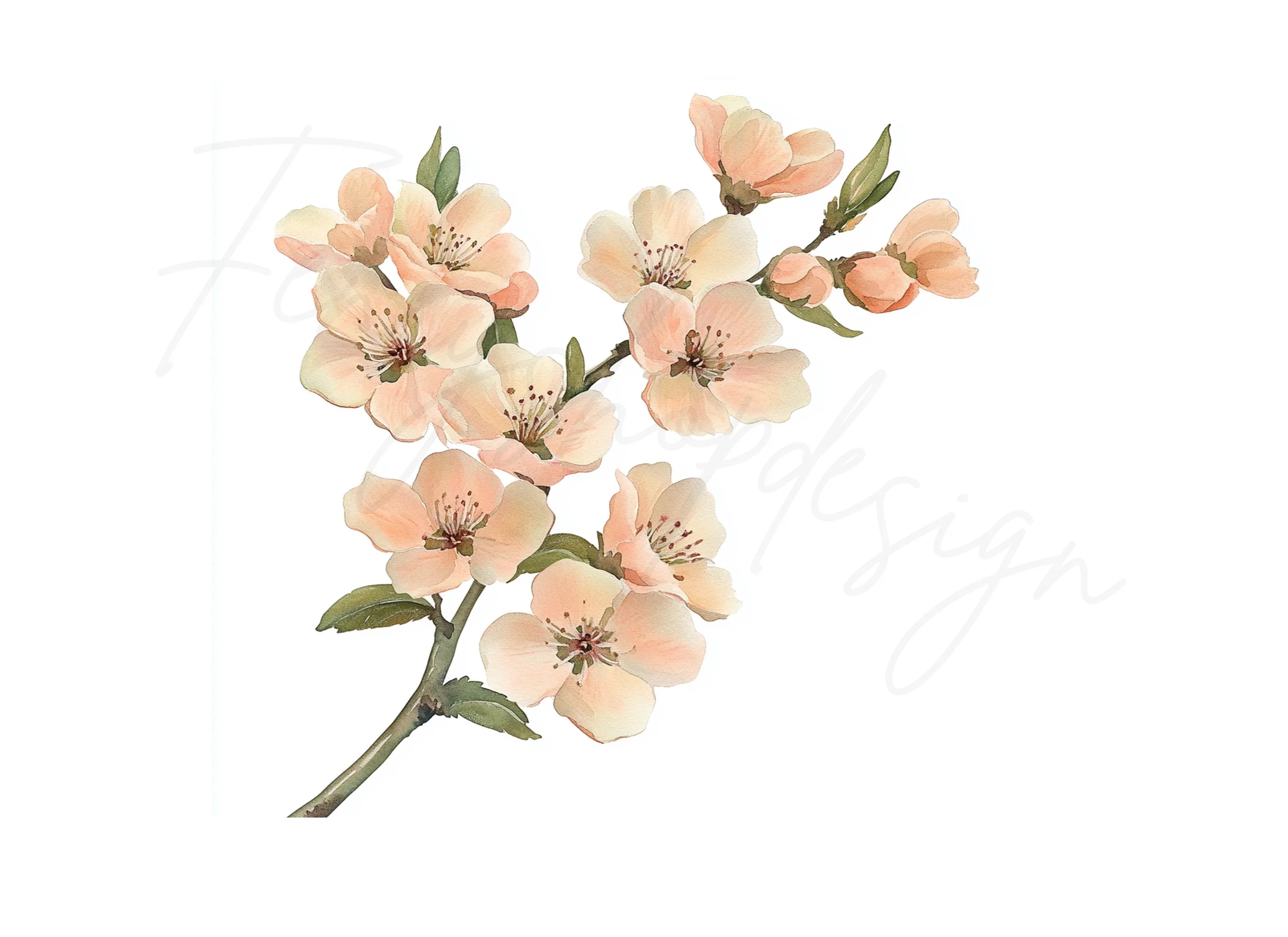 Cherry Blossom Clipart Bundle