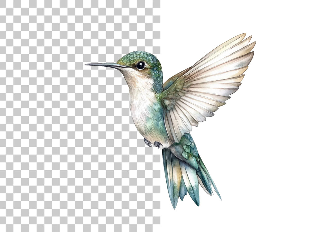 Hummingbird Clipart Bundle