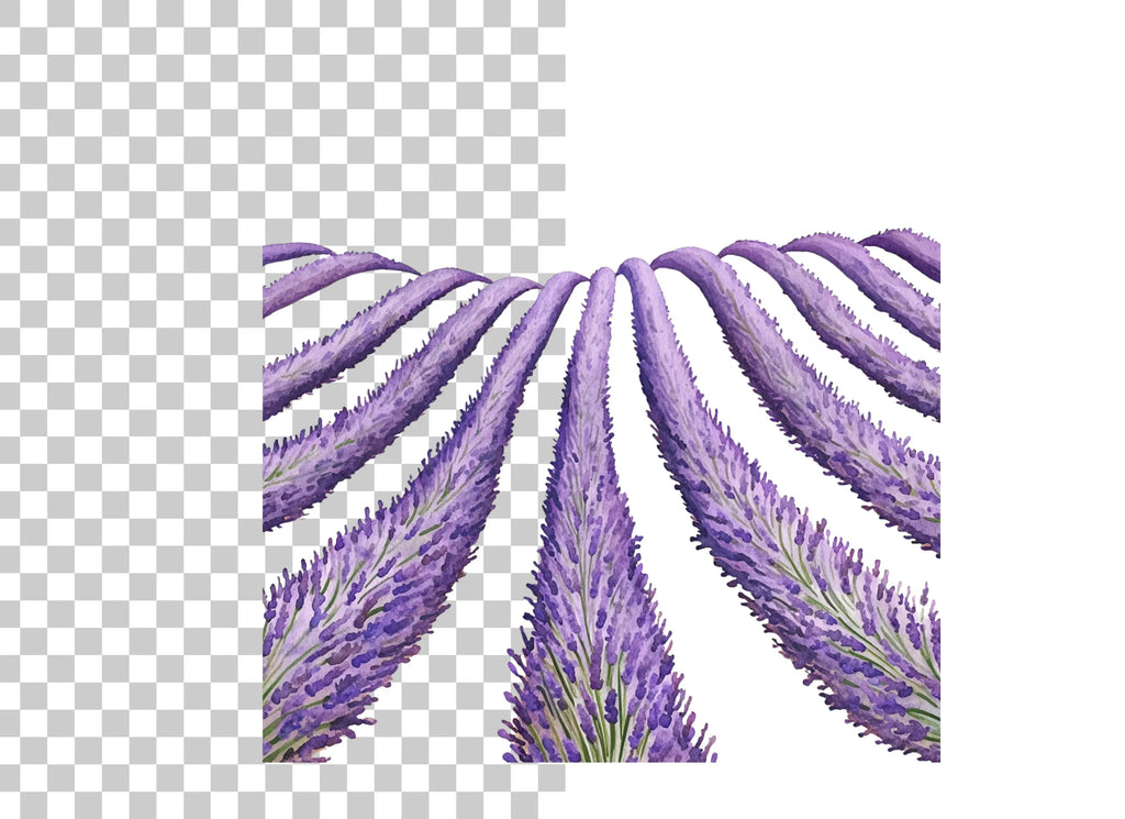 Lavender Field Clipart Bundle