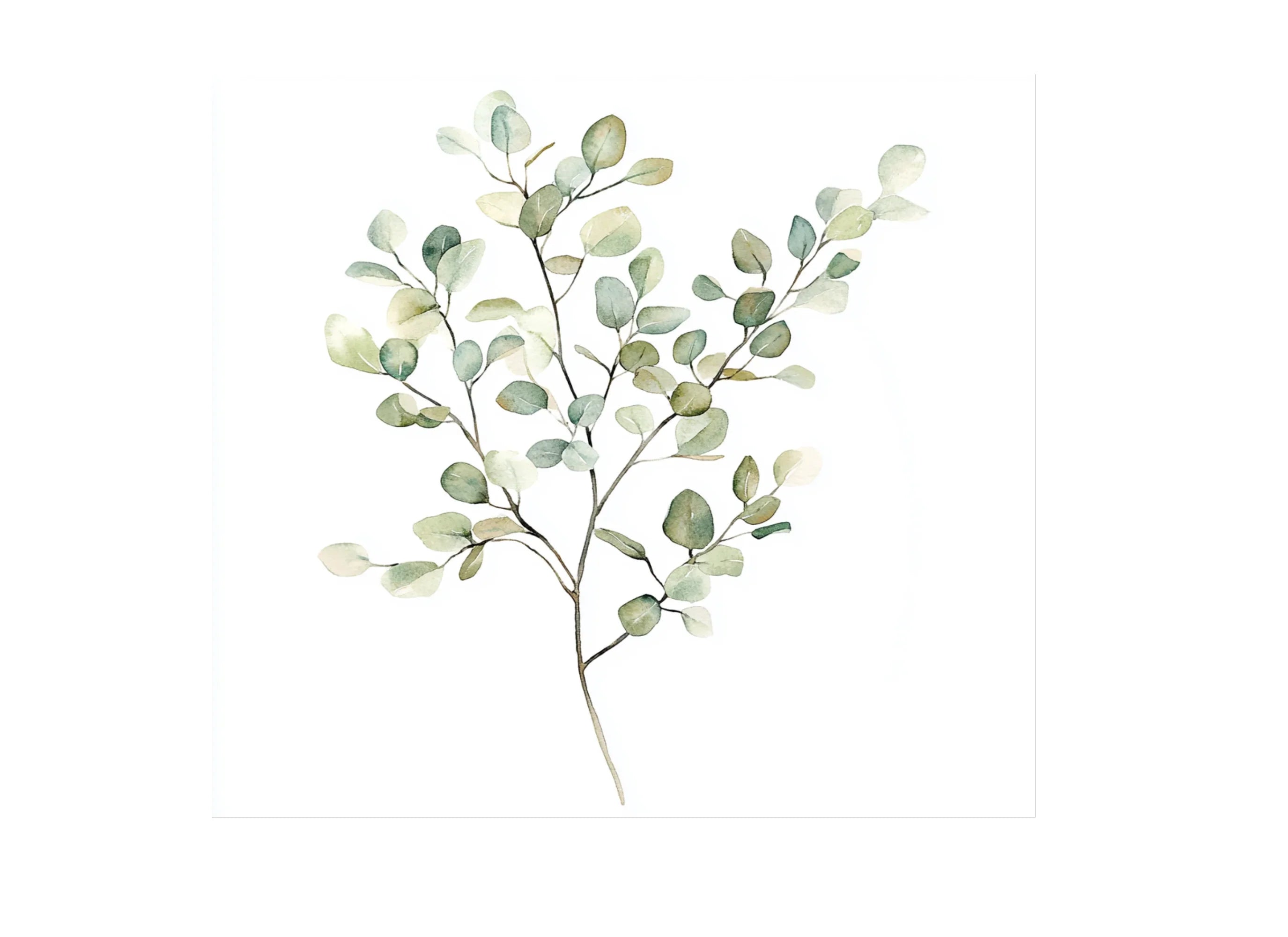 Eucalyptus Leaves Clipart Bundle