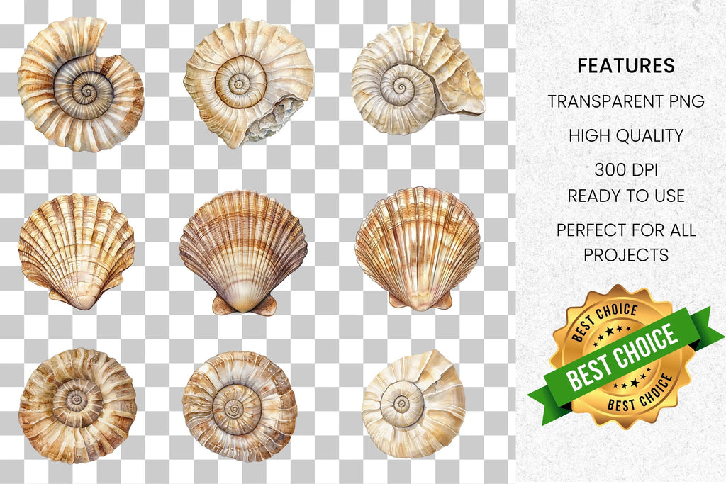 Seashell Ammonite Clipart Bundle