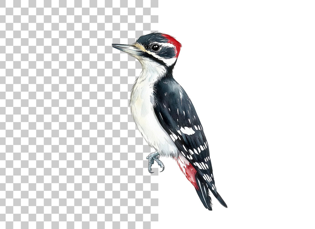 Woodpecker Clipart Bundle