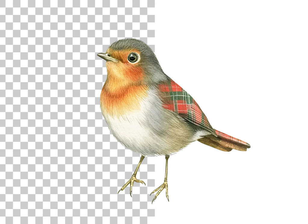 Charming Robin Bird Clipart Bundle