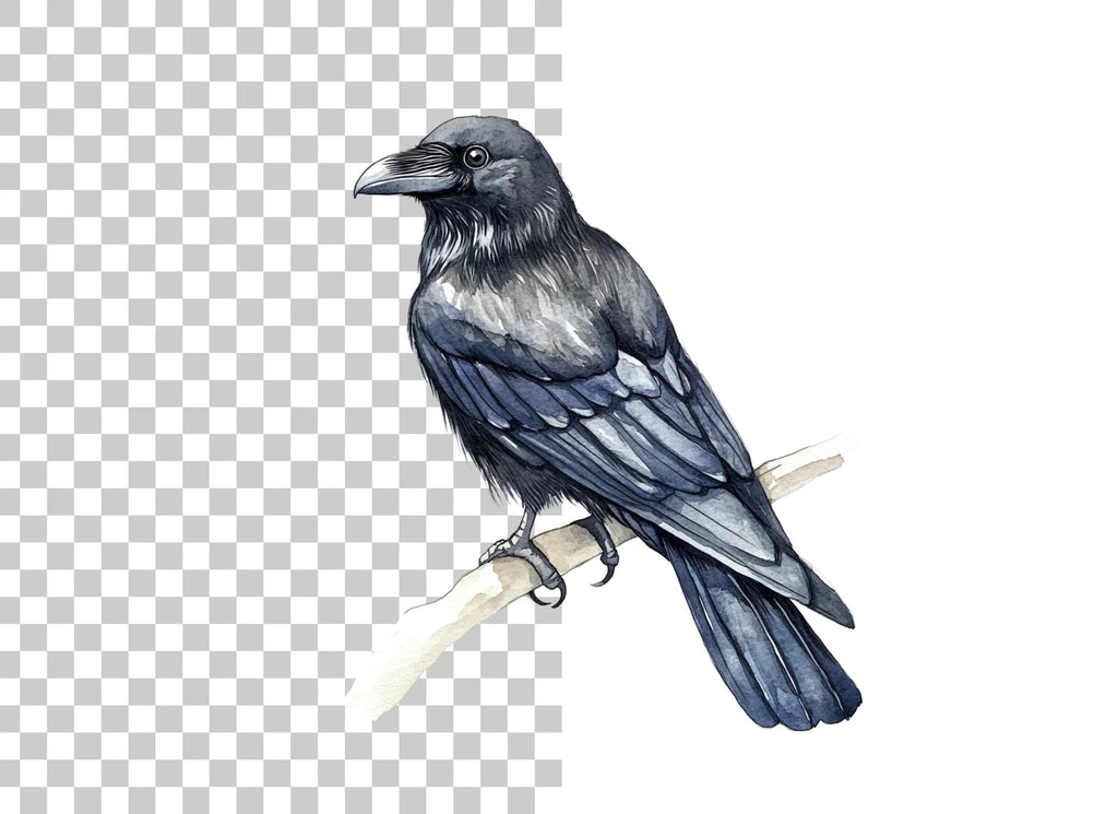 Black Raven Clipart Bundle