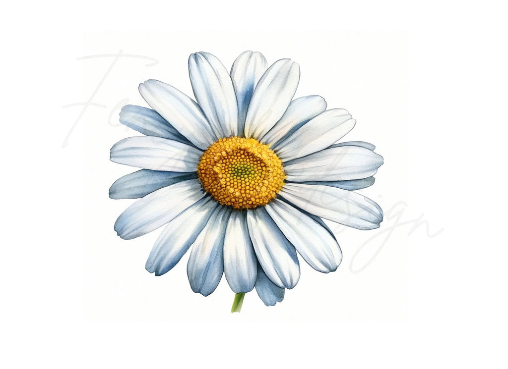 Beautiful Daisy Flower Clipart Bundle