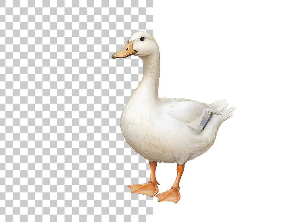 White Duck Clipart Bundle