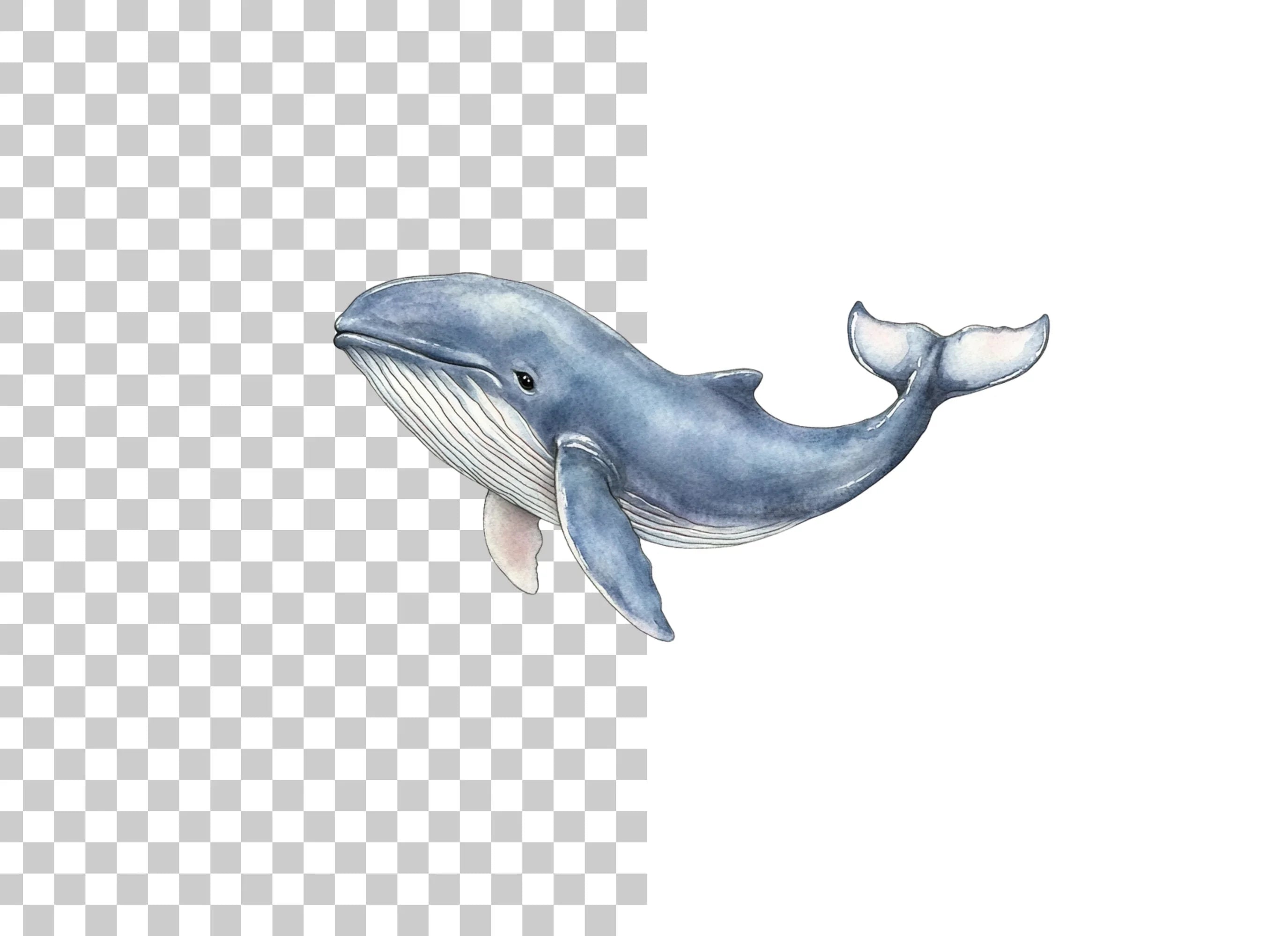 Blue Whale Clipart Bundle