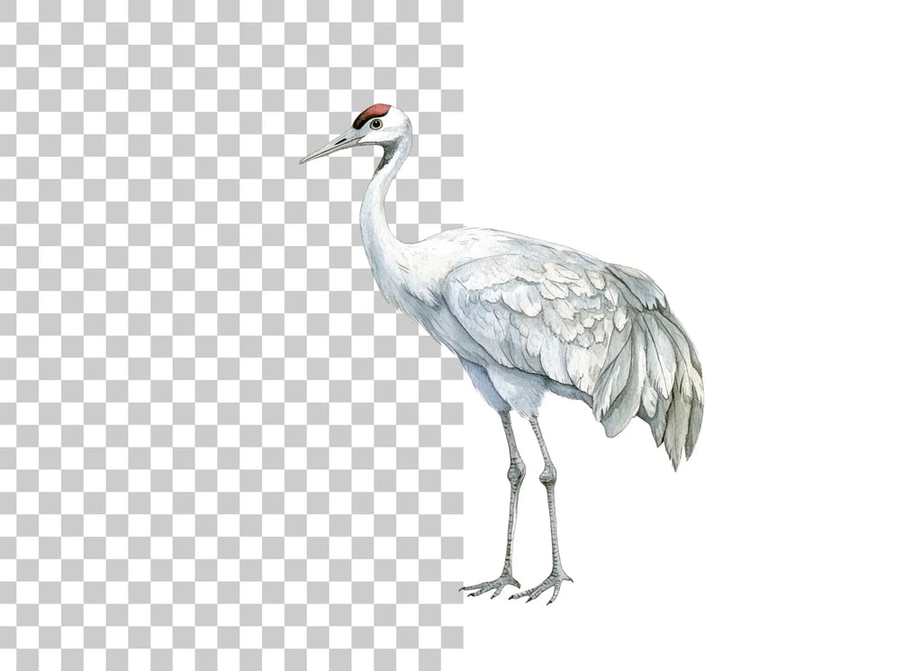 Majestic Crowned Cranes Clipart Bundle