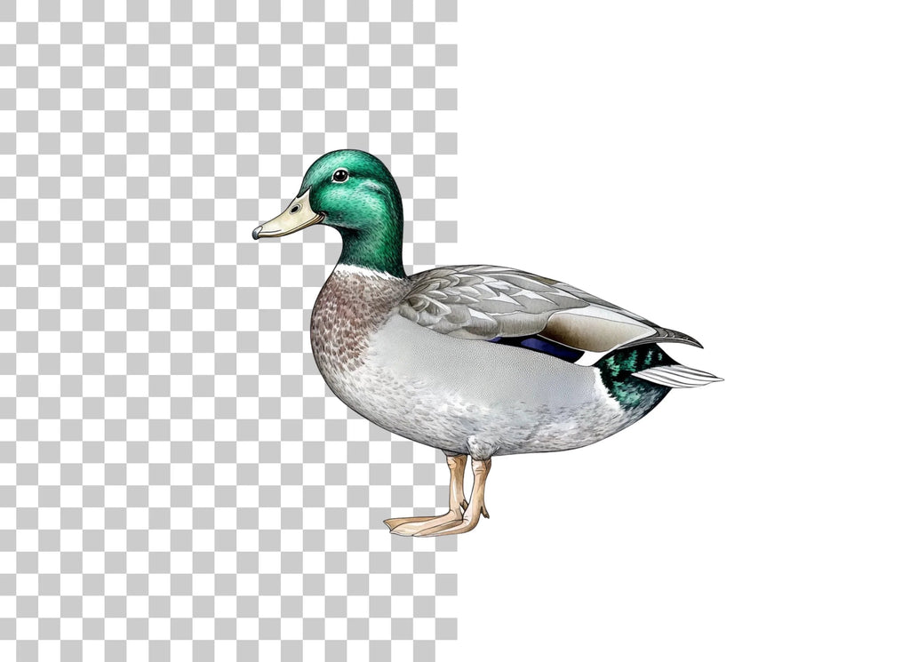 Mallard Duck Clipart Bundle