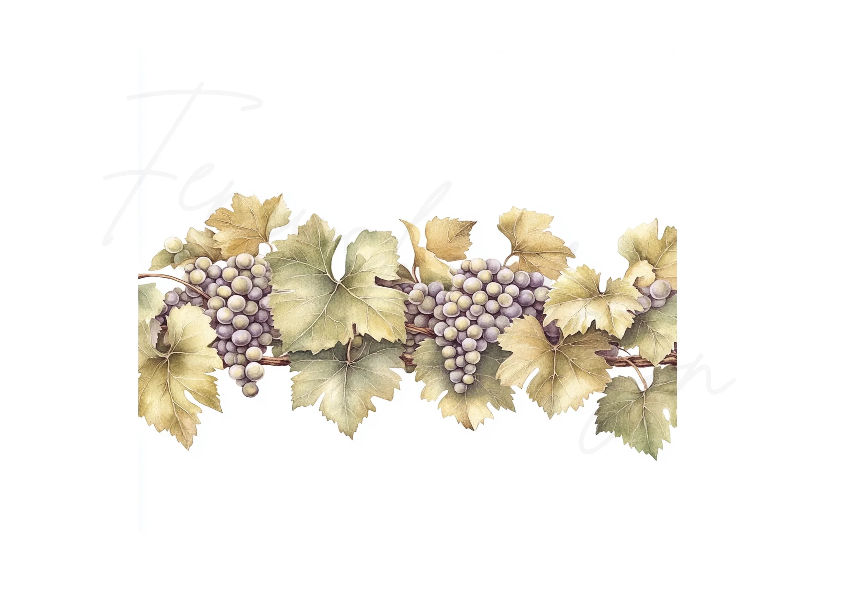 Vintage Grape Cluster Vine Elements Clipart Bundle