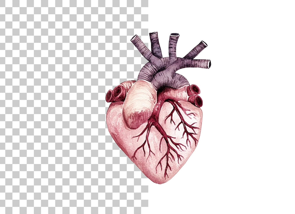 Vibrant Human Heart Clipart Bundle