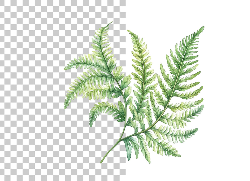Fern Leaf Clipart Bundle