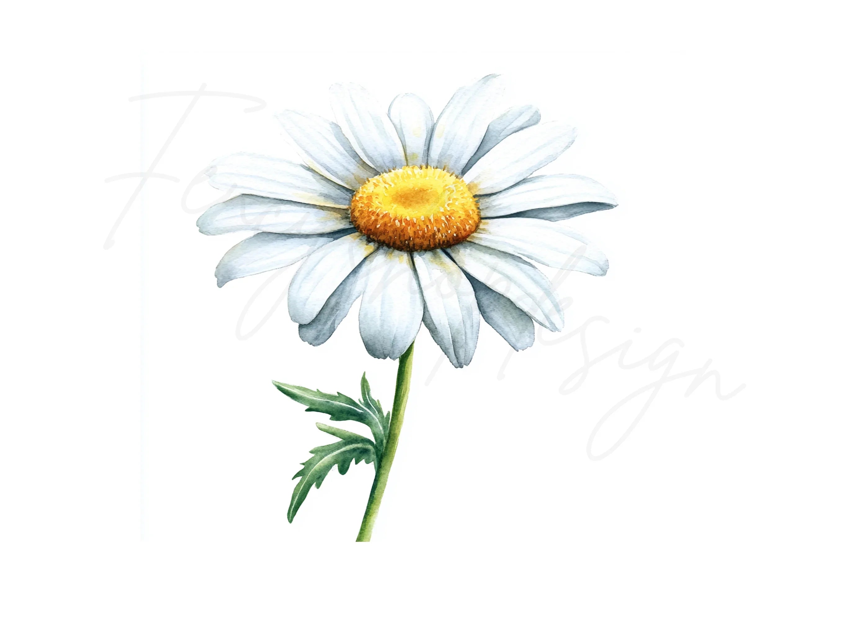Daisy Flowers Clipart Bundle