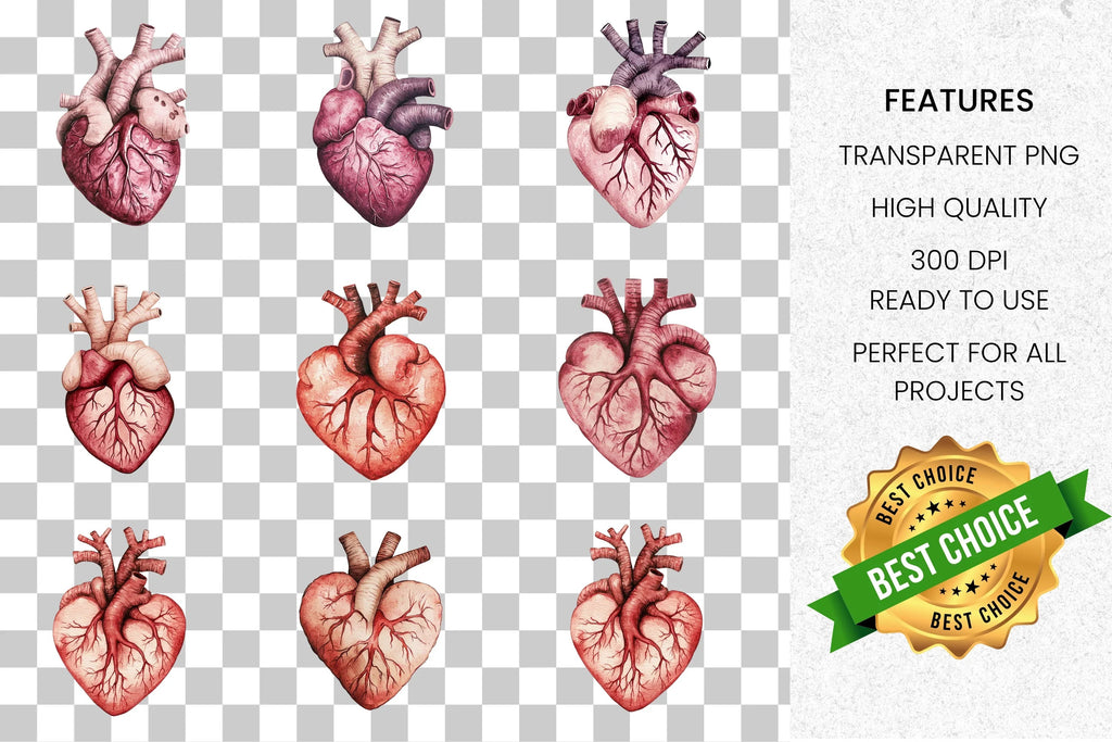 Realistic Anatomical Human Hearts Clipart Bundle