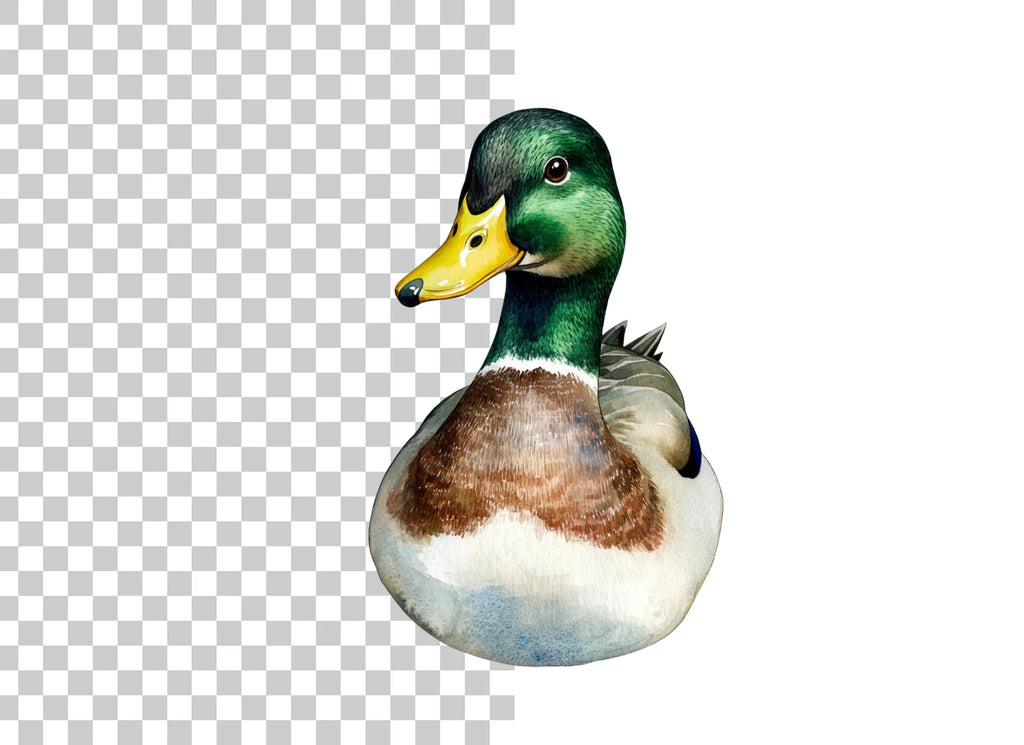 Front View Mallard Duck Clipart Bundle