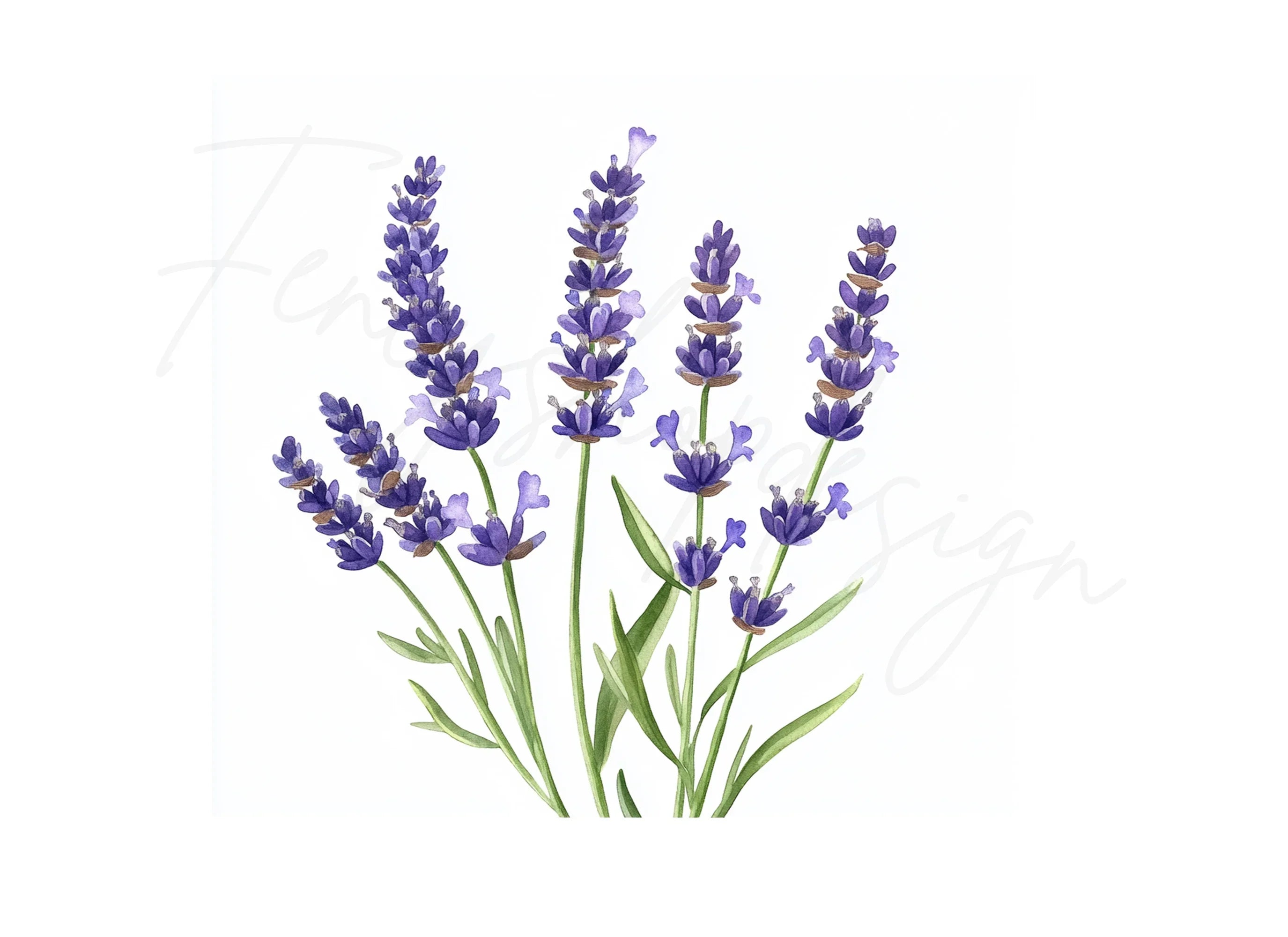 Lavender Clipart Bundle