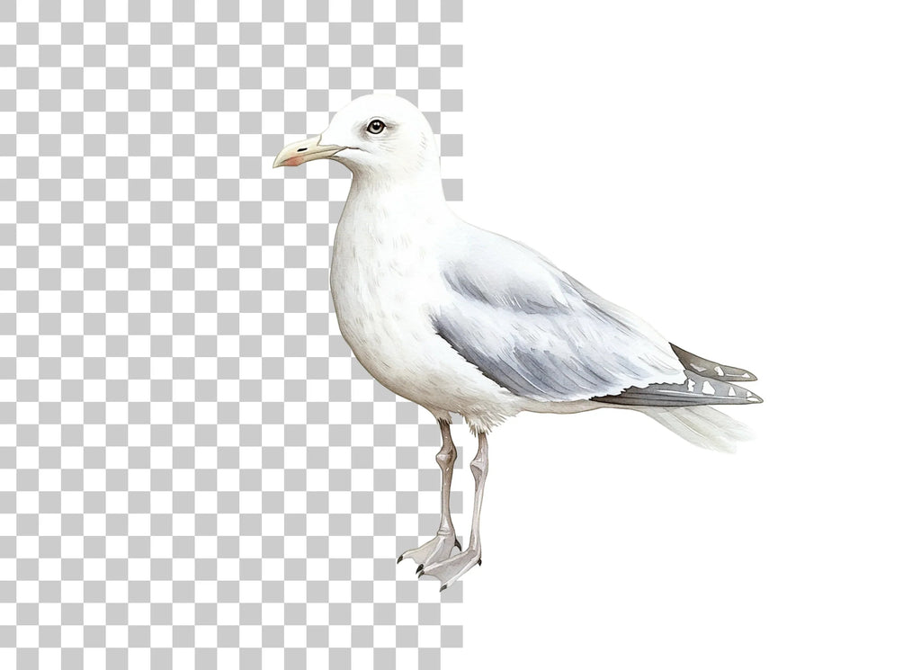 Realistic Seagull Clipart Bundle