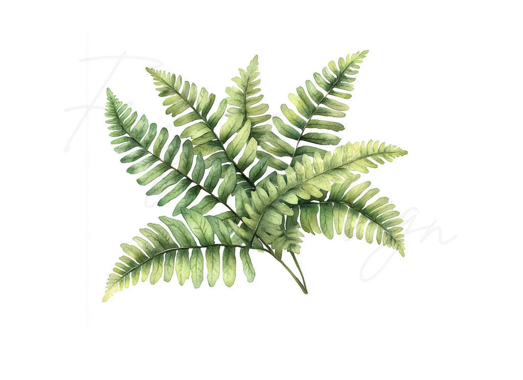 Fern Leaves Clipart Bundle