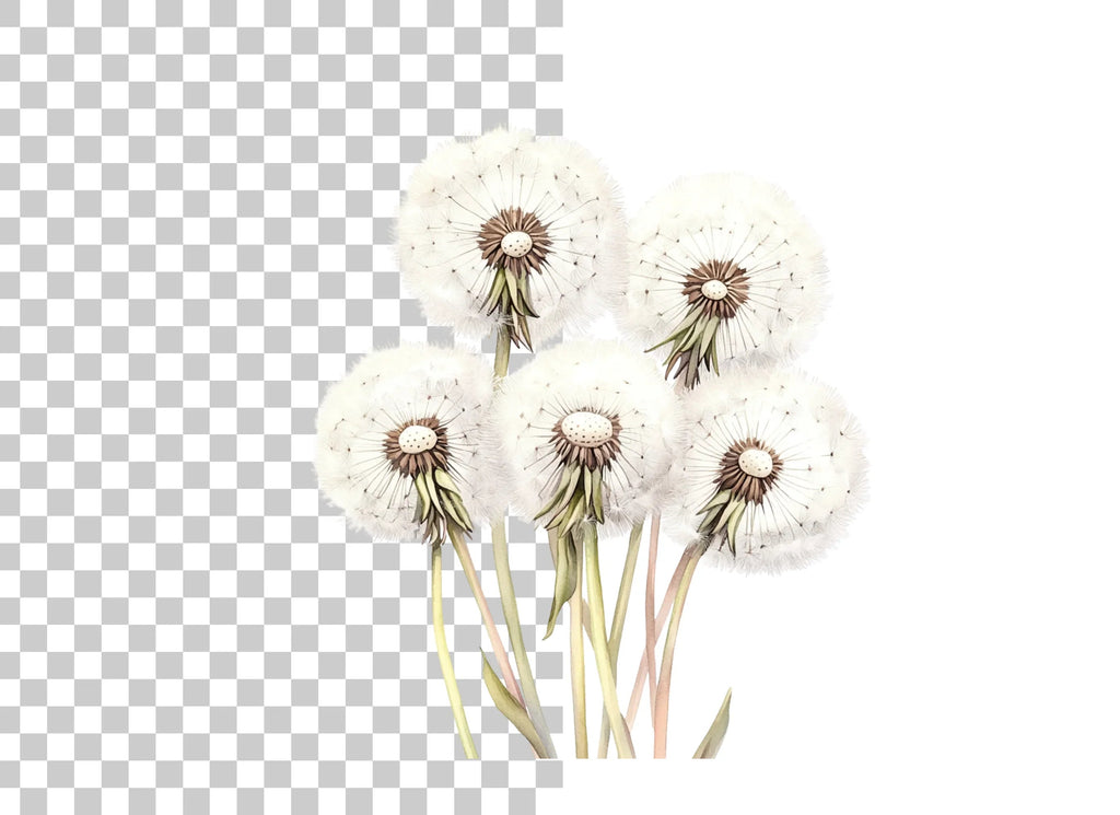Dandelion Seed Head Clipart Bundle