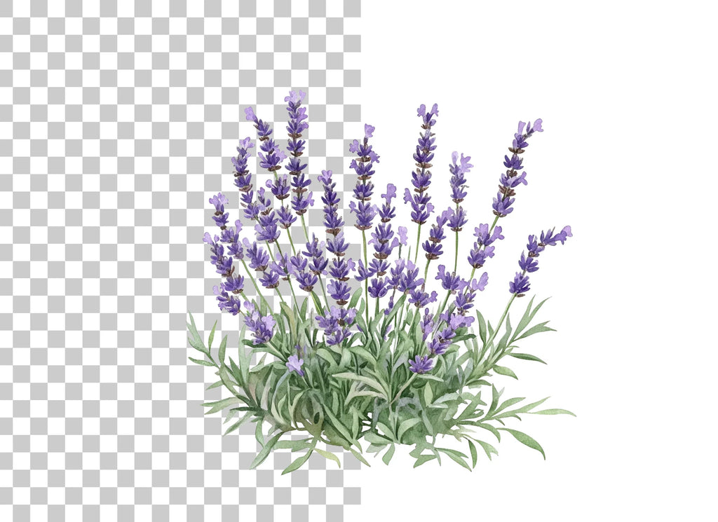 Lavender Bush Designs Clipart Bundle