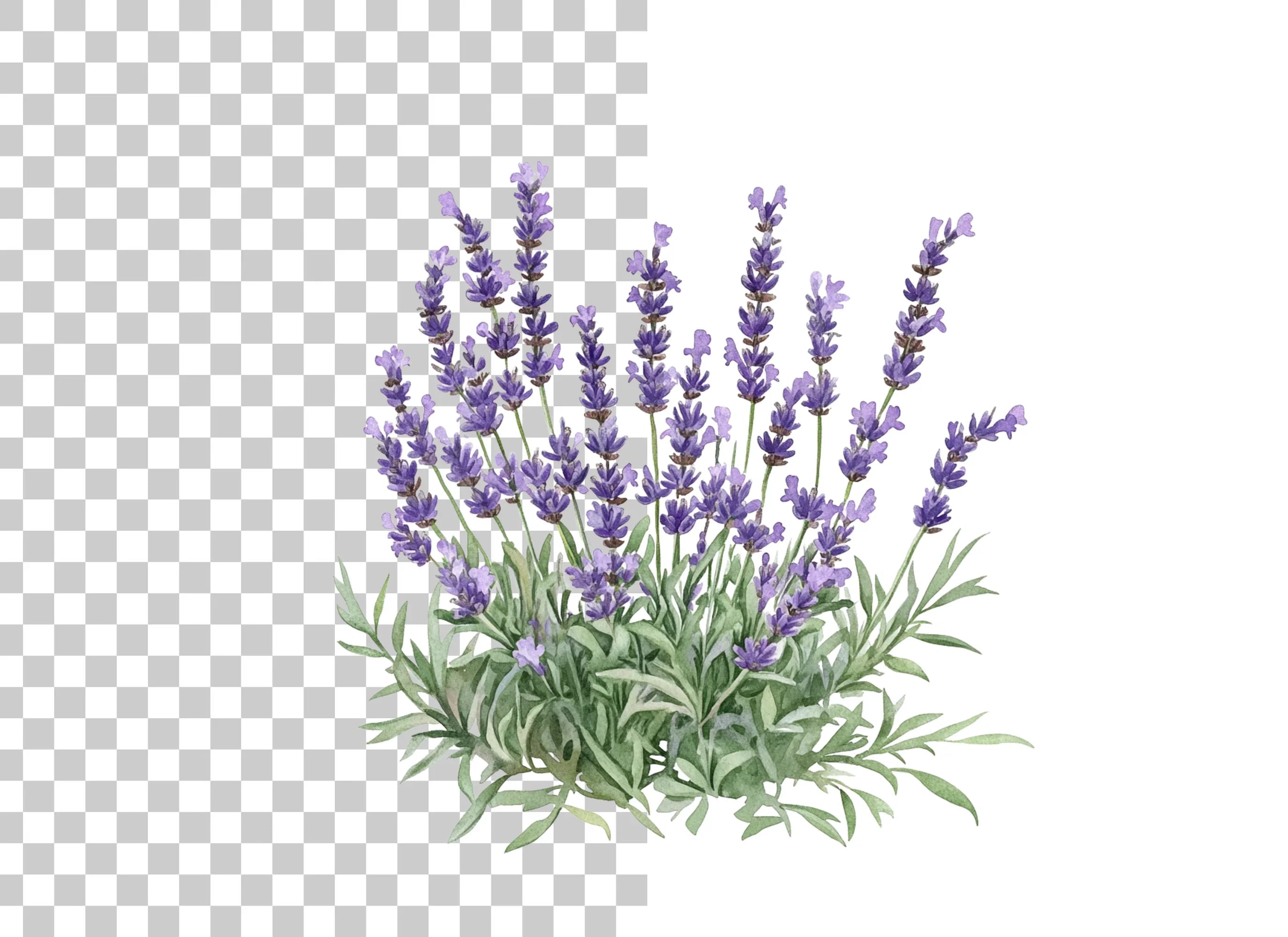 Lavender Bush Designs Clipart Bundle