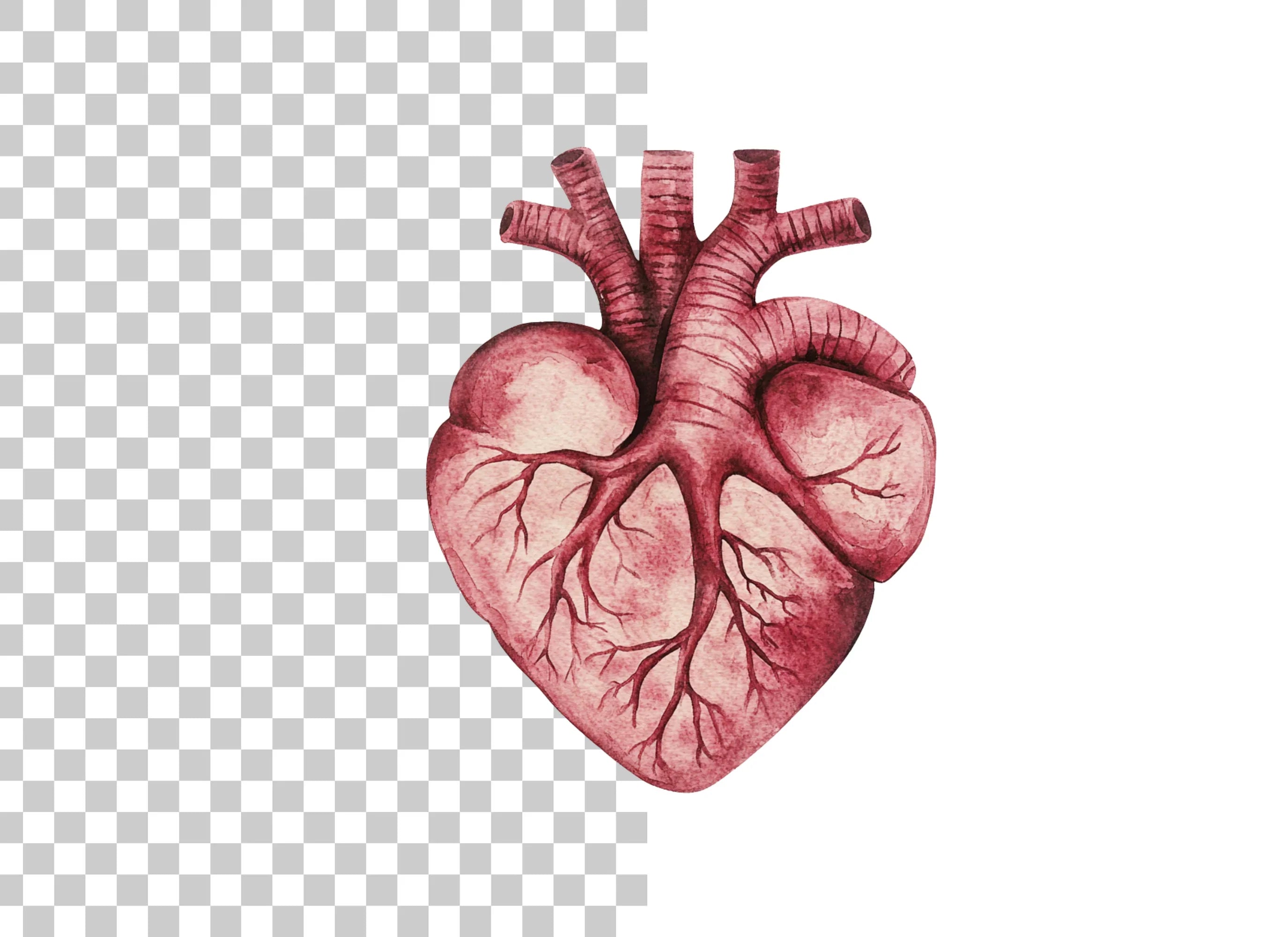Anatomical Heart Clipart Bundle