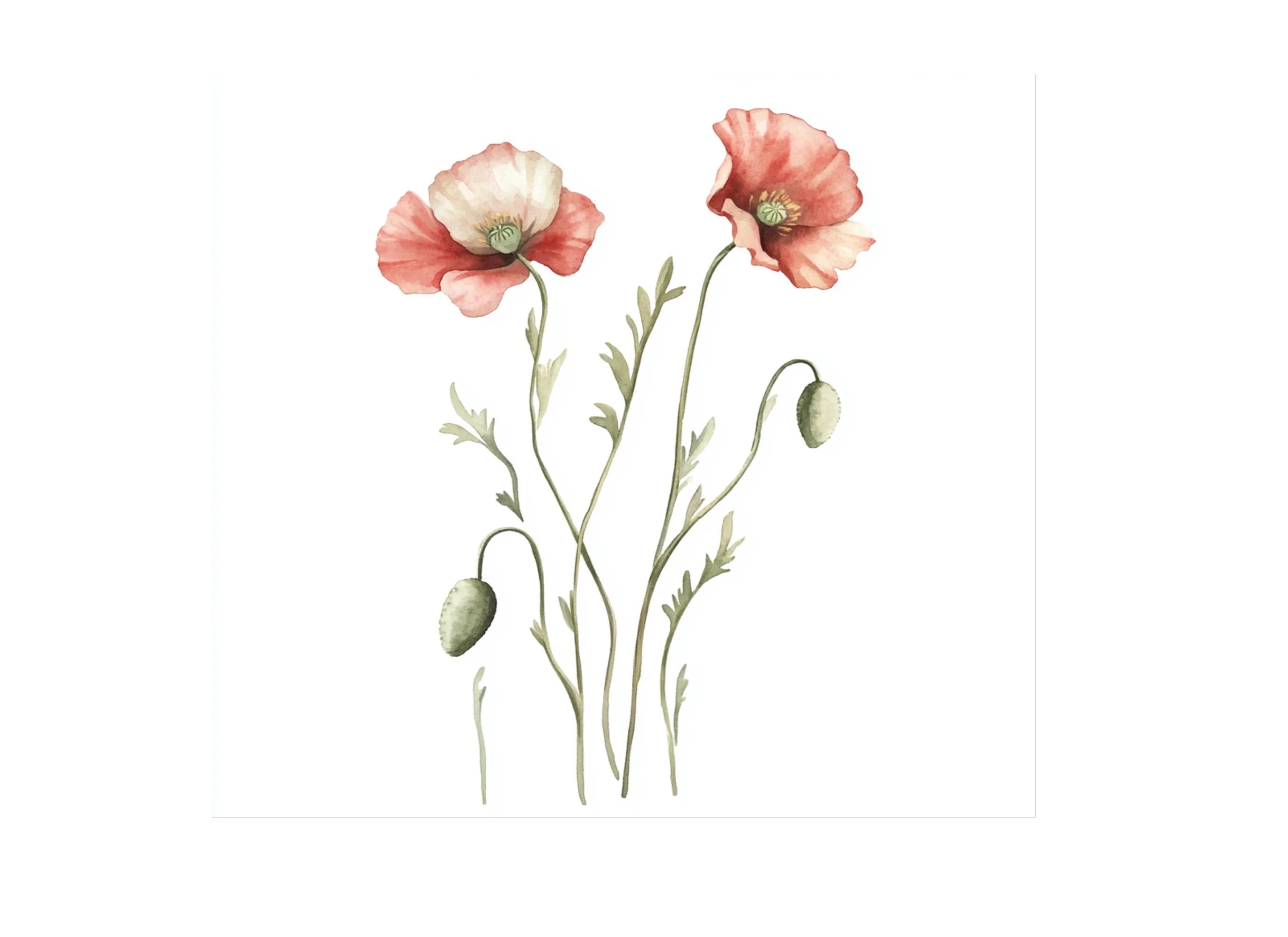 Poppy Clipart Bundle