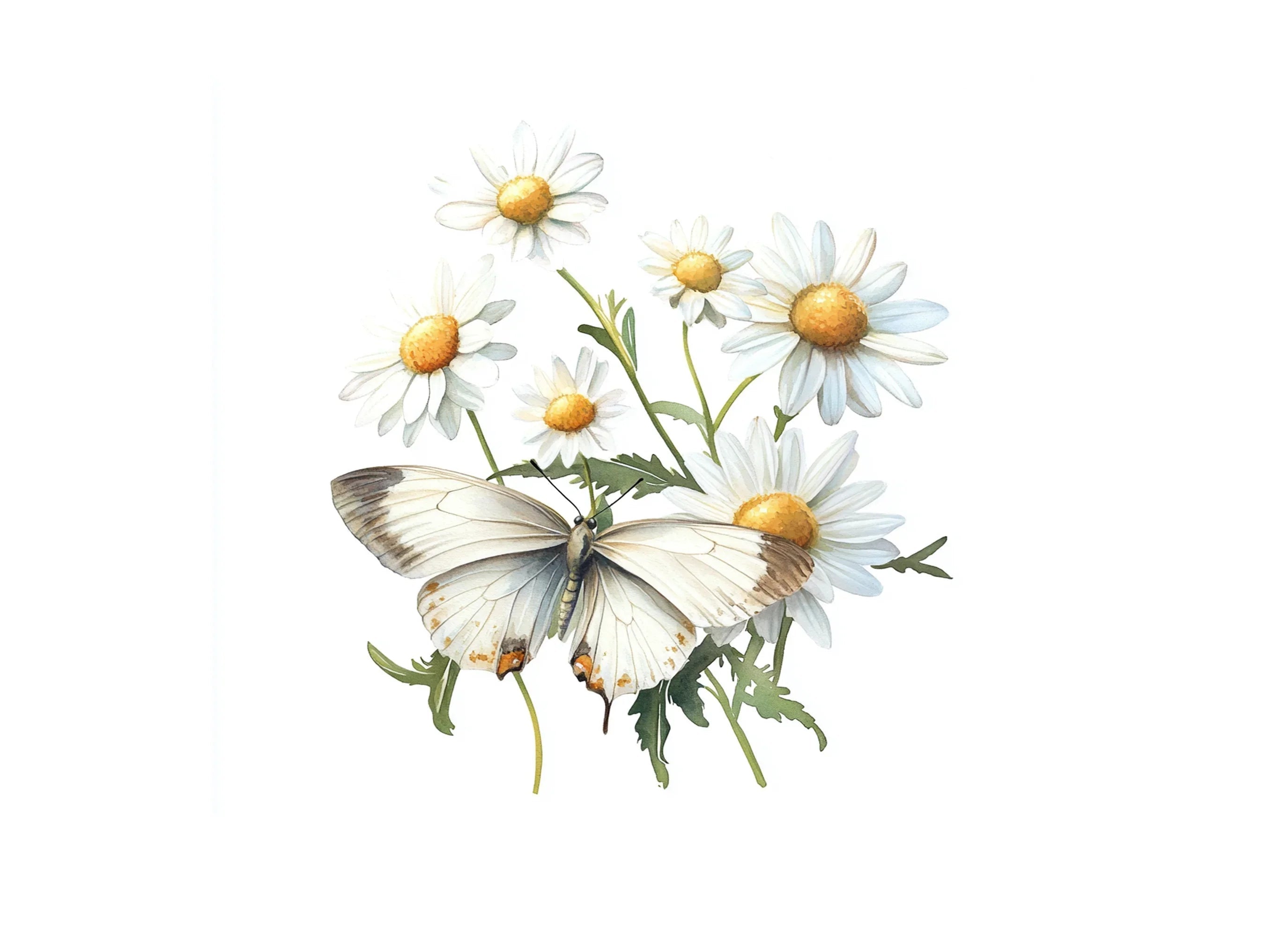 White Butterflies and Daisies Clipart Bundle