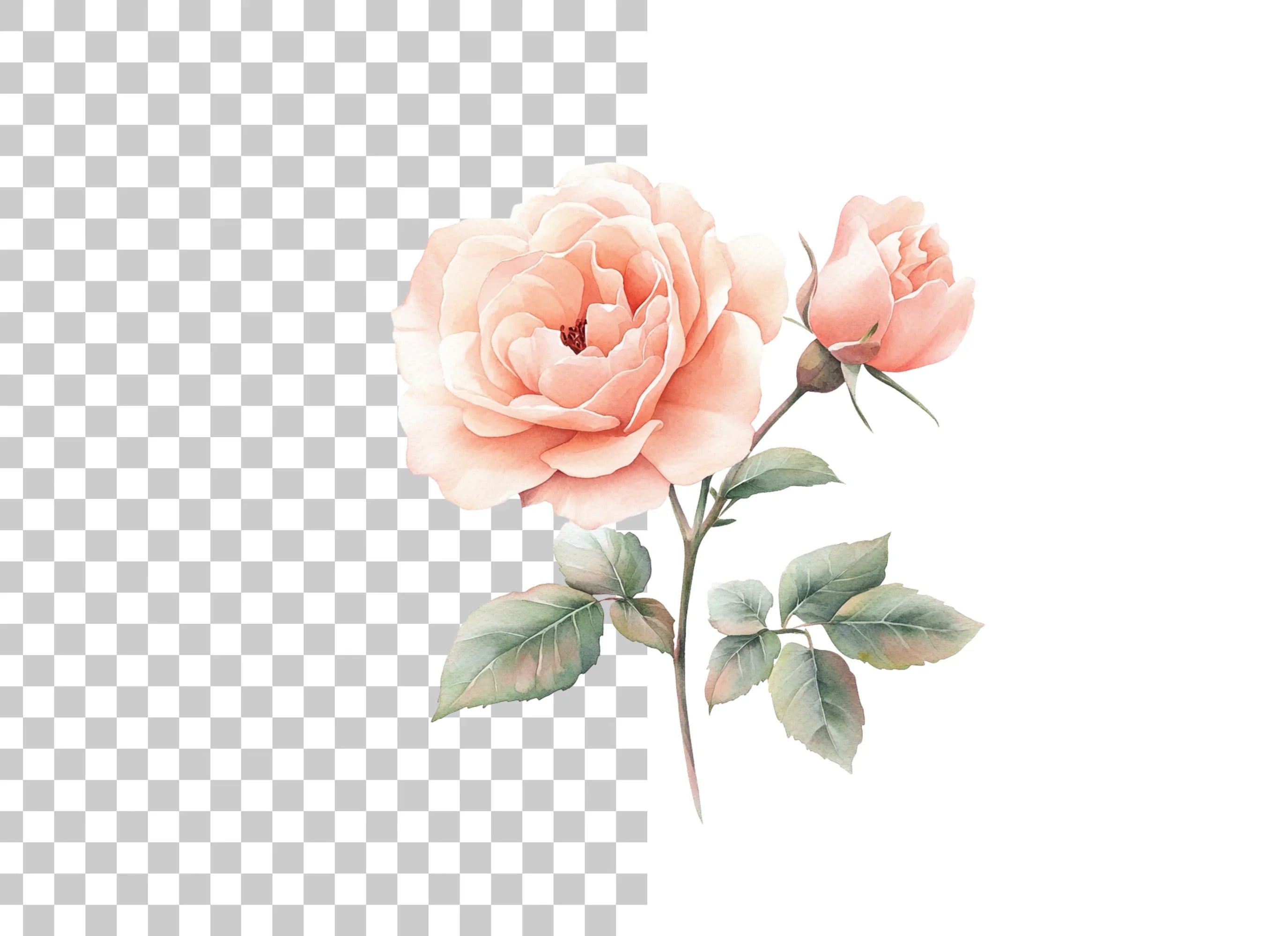 Elegant Peach Rose Illustration Clipart Bundle