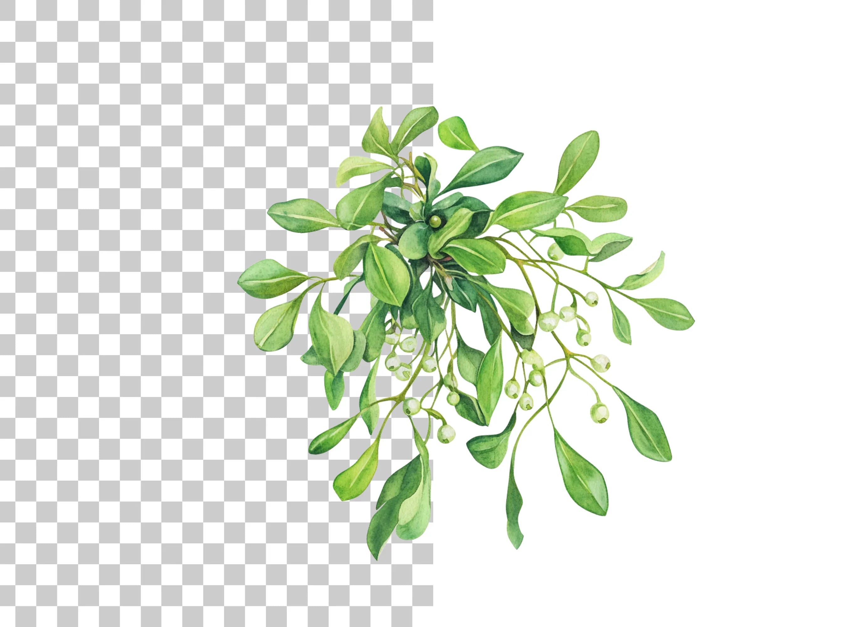 Mistletoe Clipart Bundle