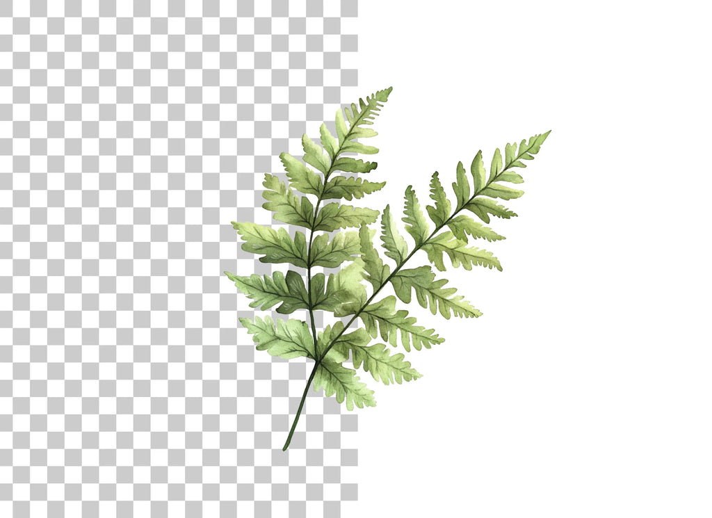 Fern Leaf Clipart Bundle