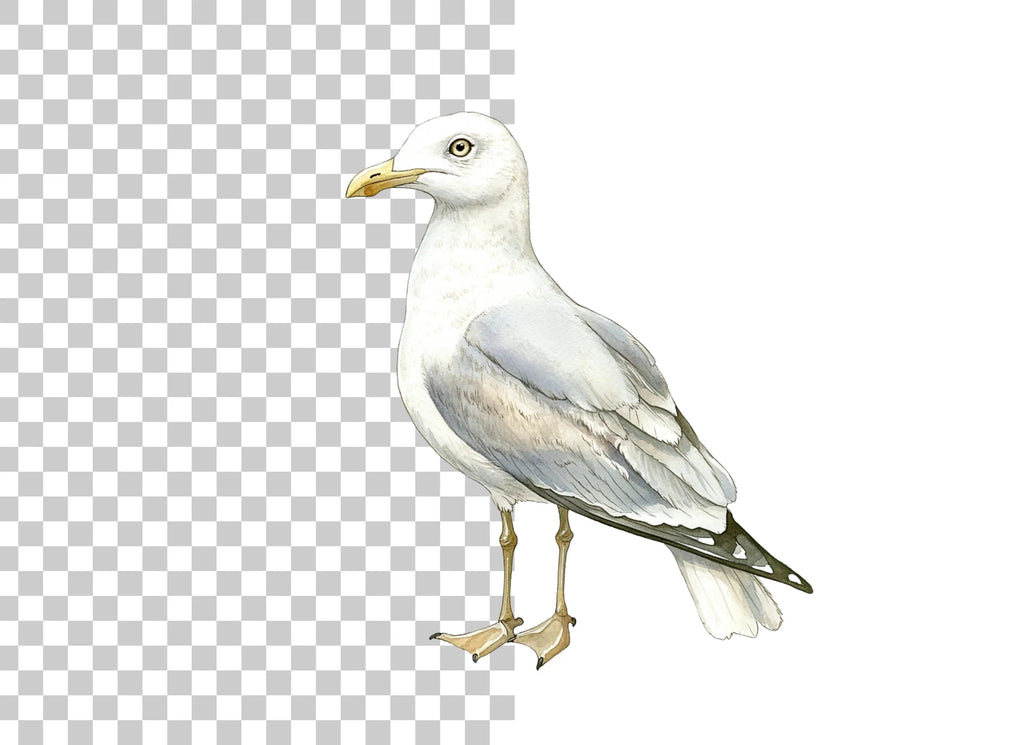 Graceful Seagull Clipart Bundle