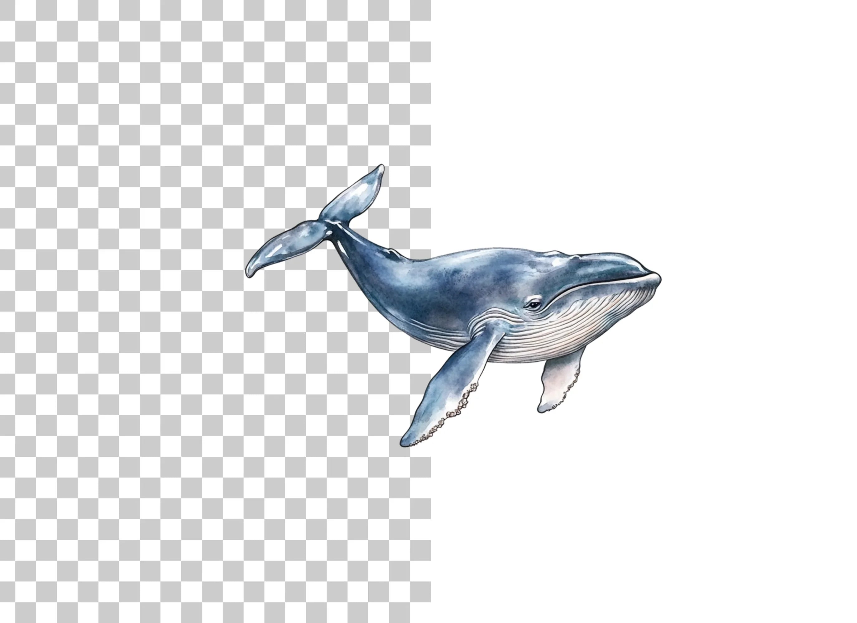 Whale Clipart Bundle for Creative Projects