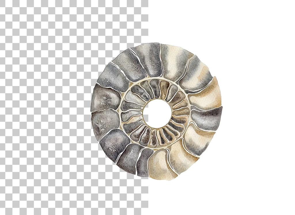 Ammonite Fossil Shells Clipart Bundle