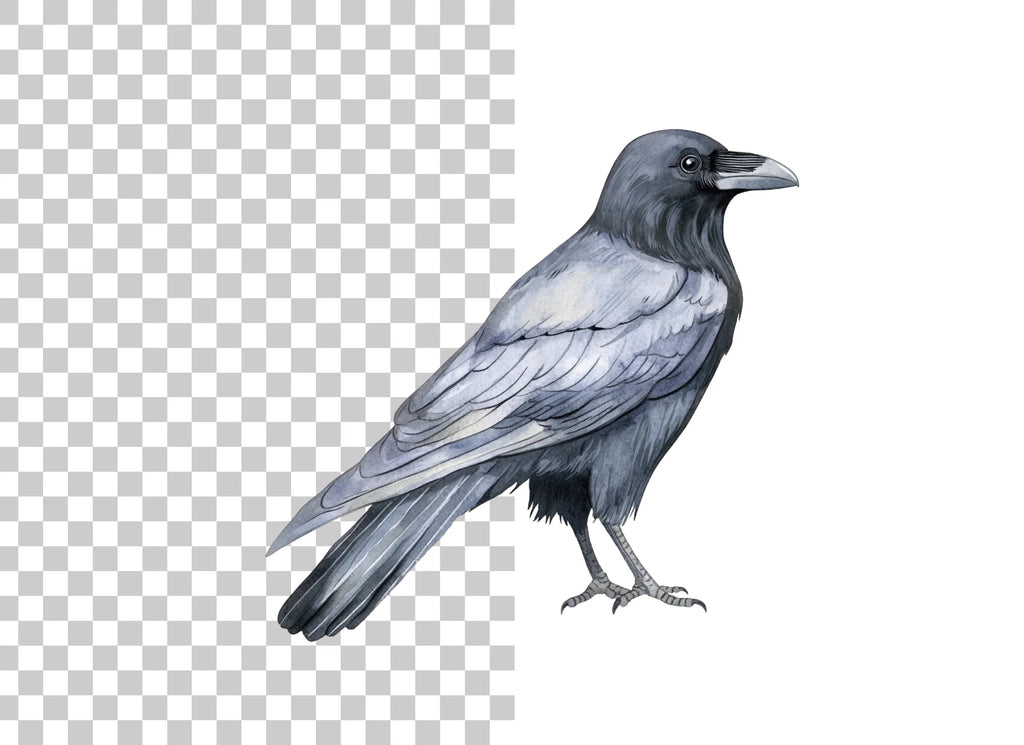 Black Crow Clipart Bundle