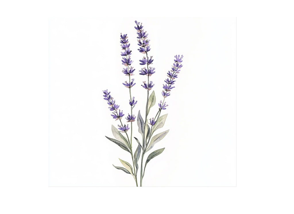 Lavender Clipart Bundle