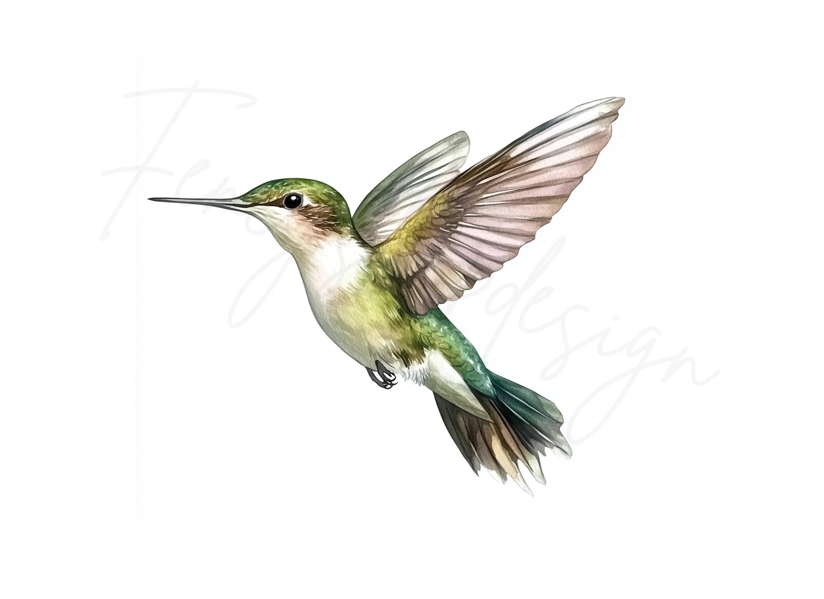 Hummingbird Clipart Bundle