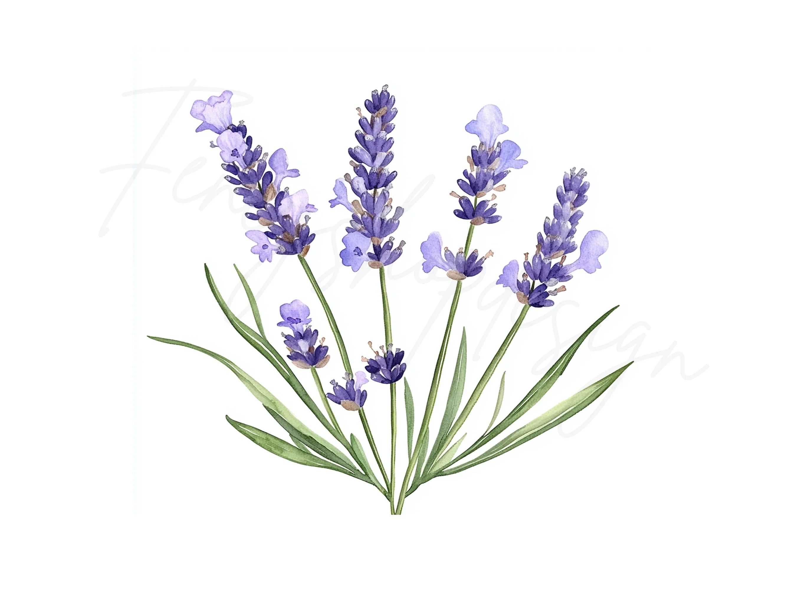 Elegant Lavender Graphics Clipart Bundle