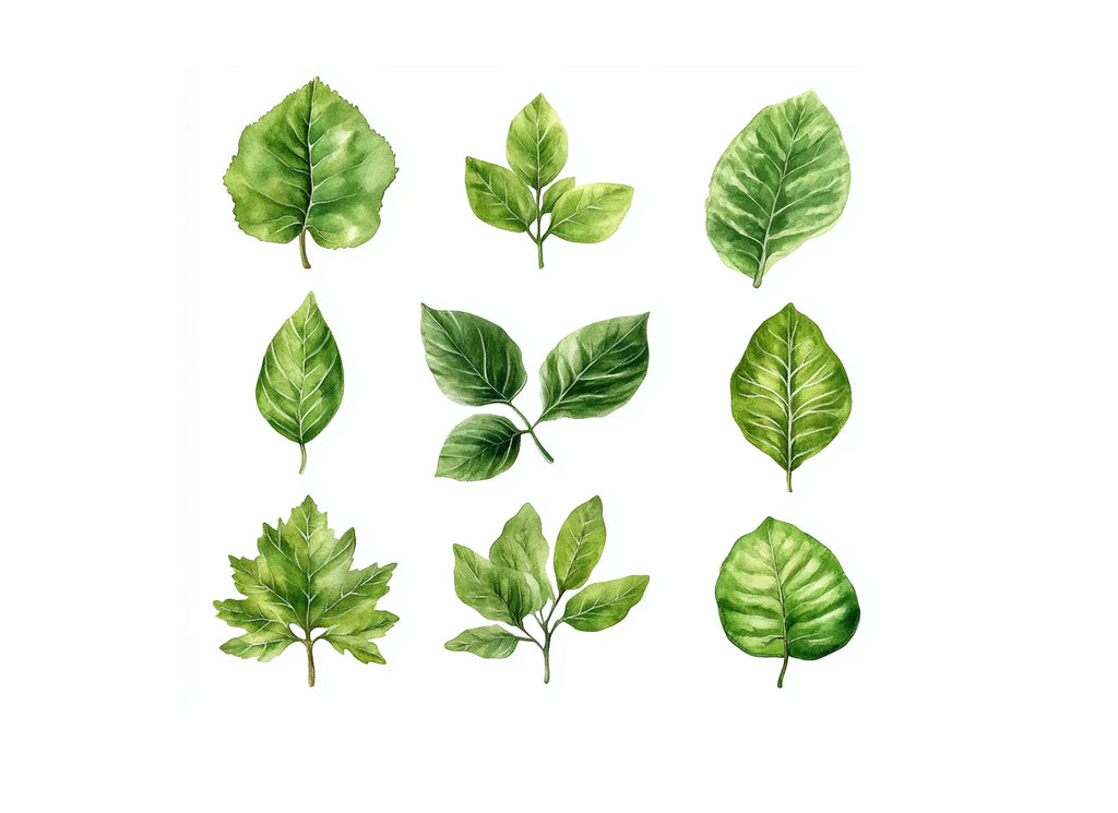 Diverse Green Leaves Clipart Bundle