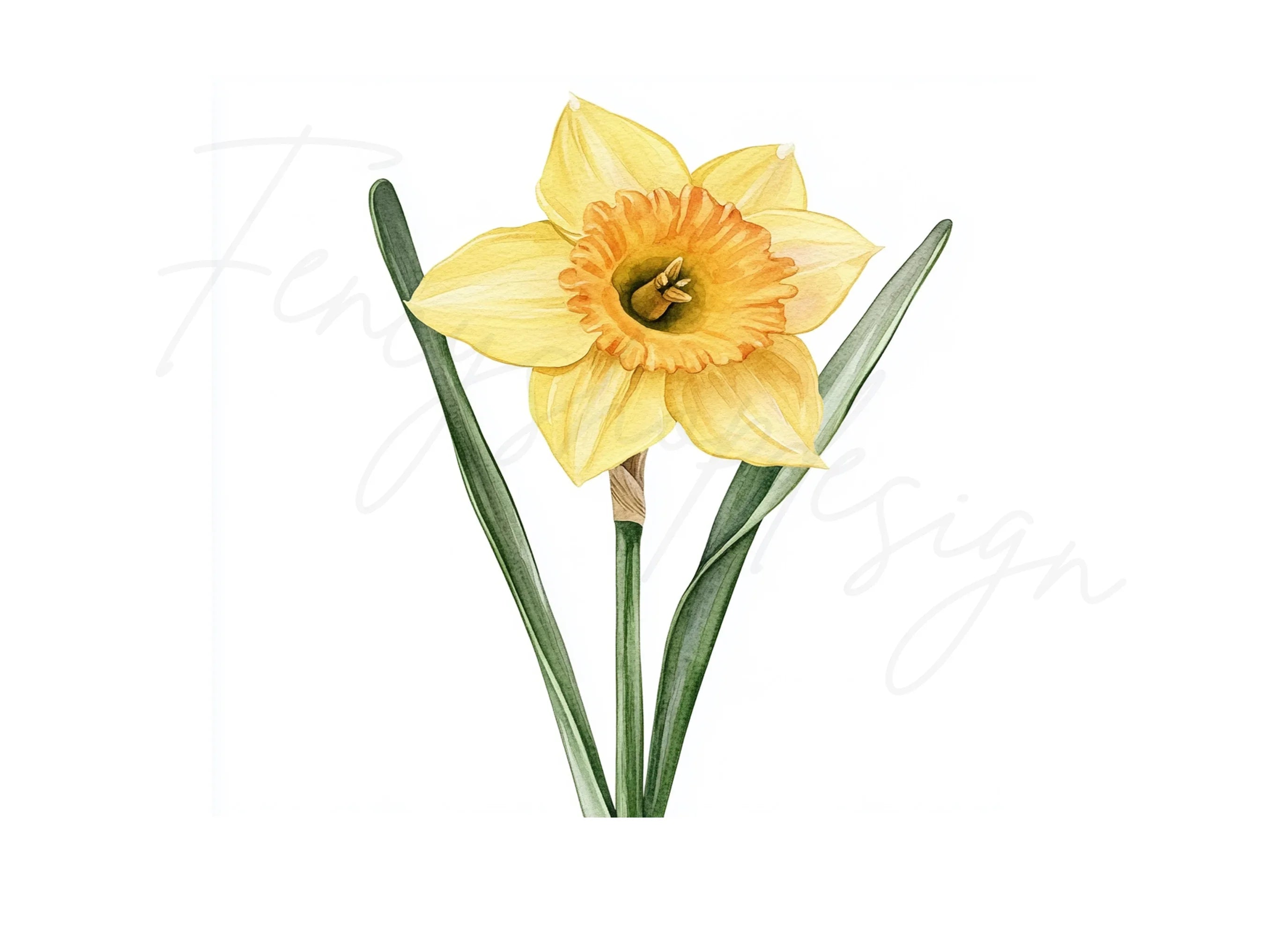 Elegant Daffodil Flower Clipart Bundle