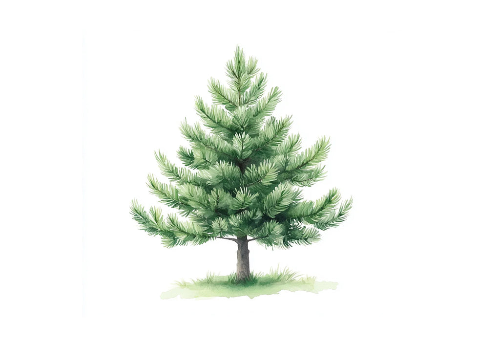 Green Pine Tree Illustrations Clipart Bundle