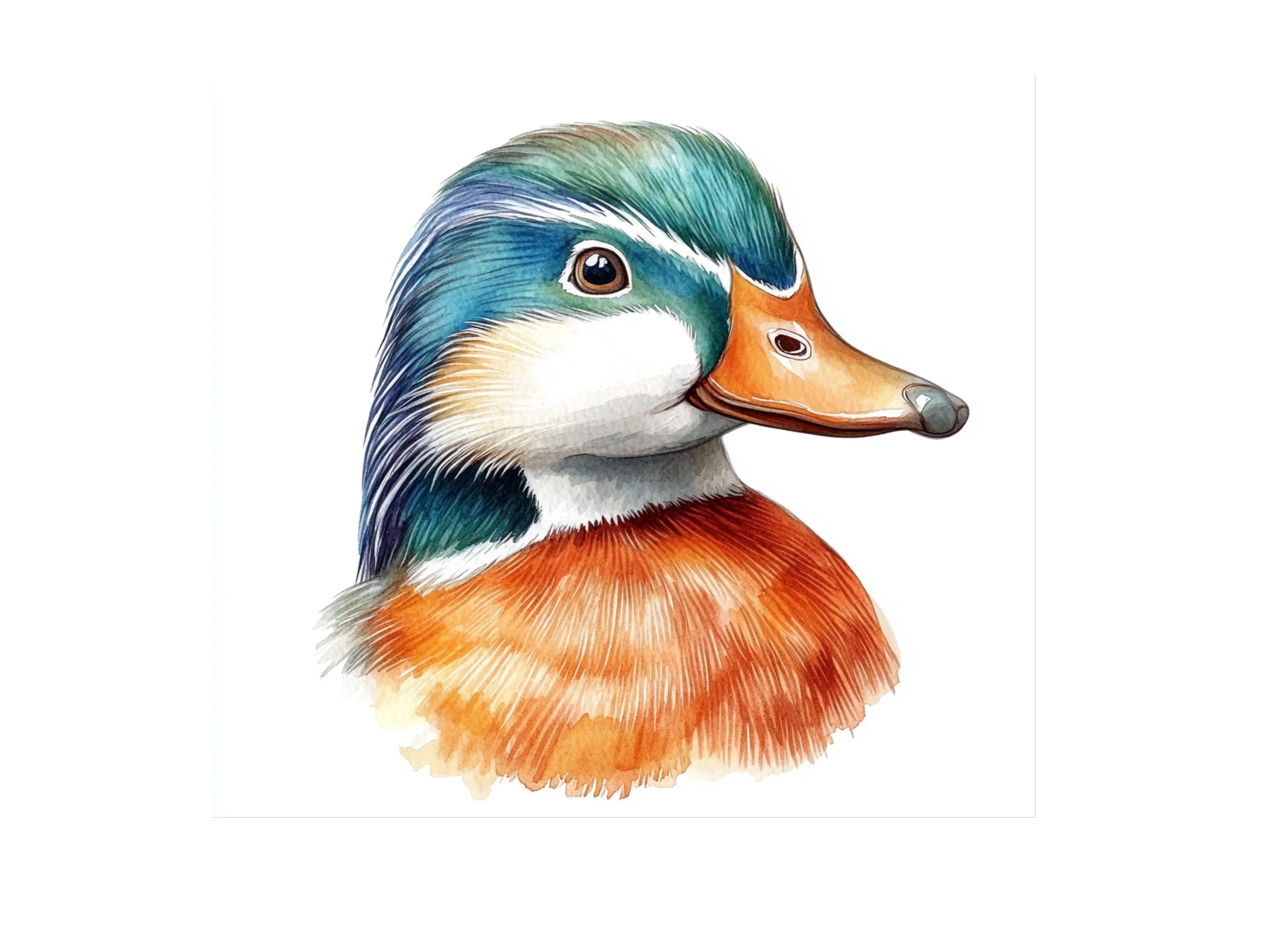 Wood Duck Heads Clipart Bundle
