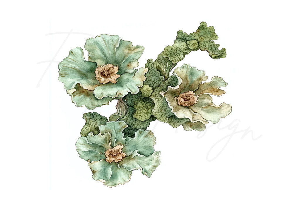 Lichen Clipart Bundle