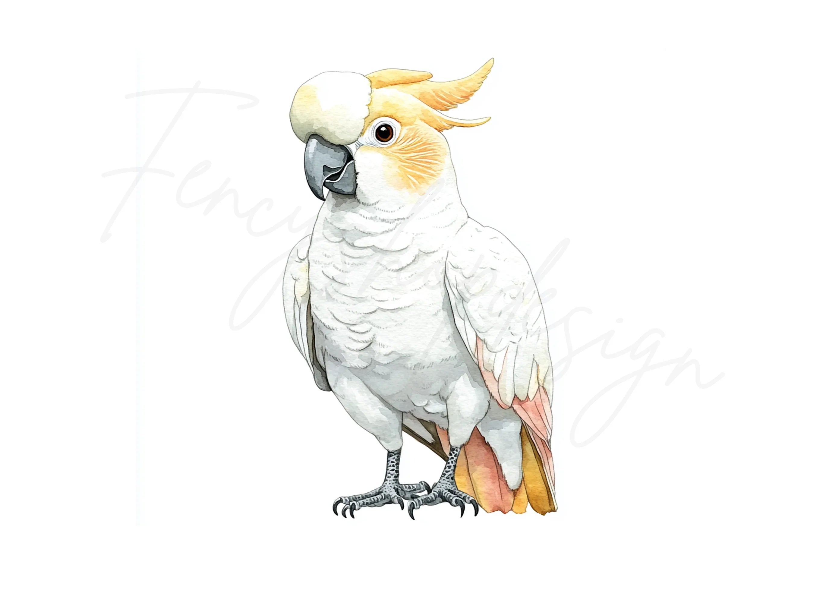 Cockatoo Clipart Bundle