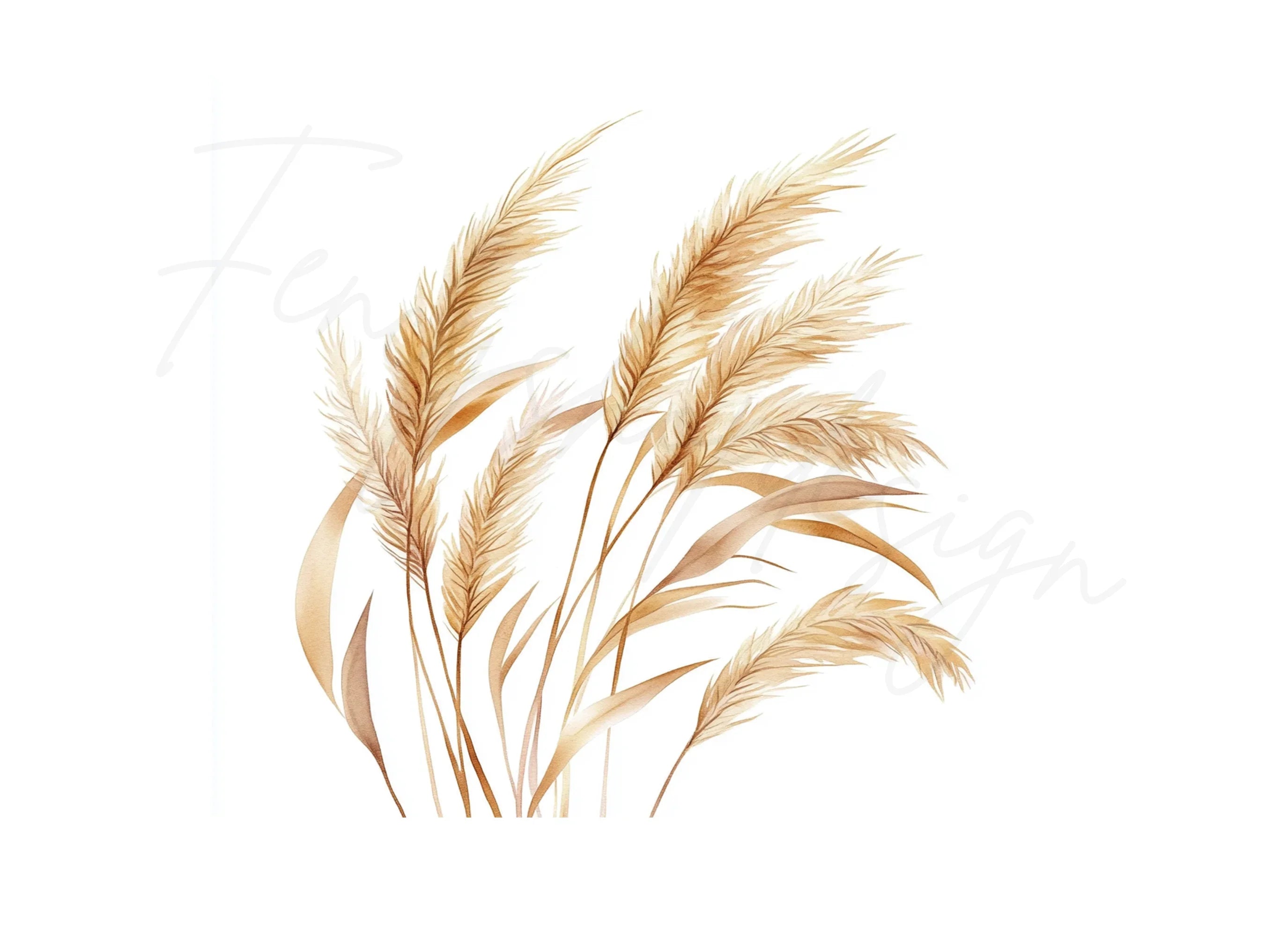 Pampas Grass Illustrations Clipart Bundle