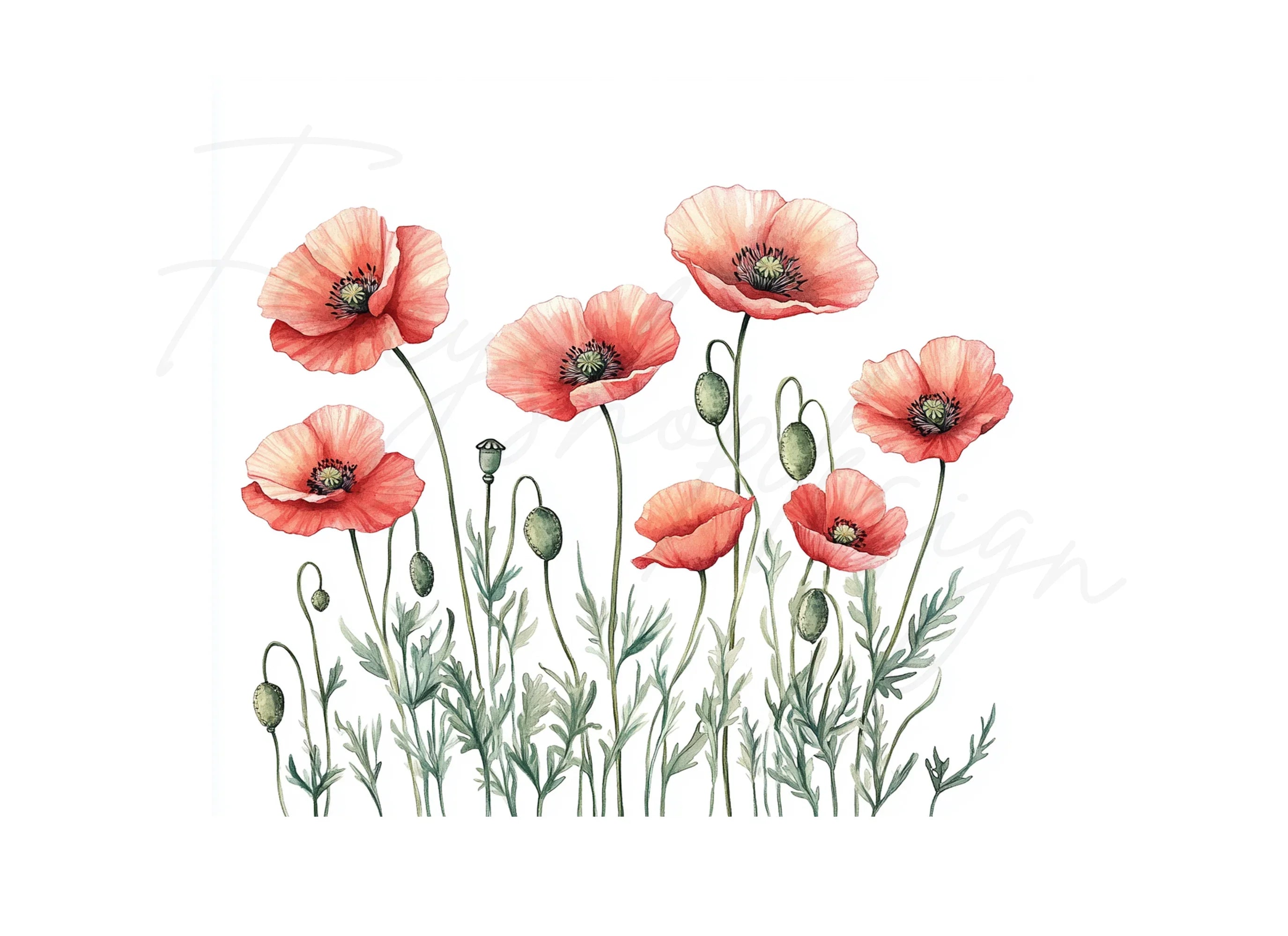 Poppy Flowers Clipart Bundle