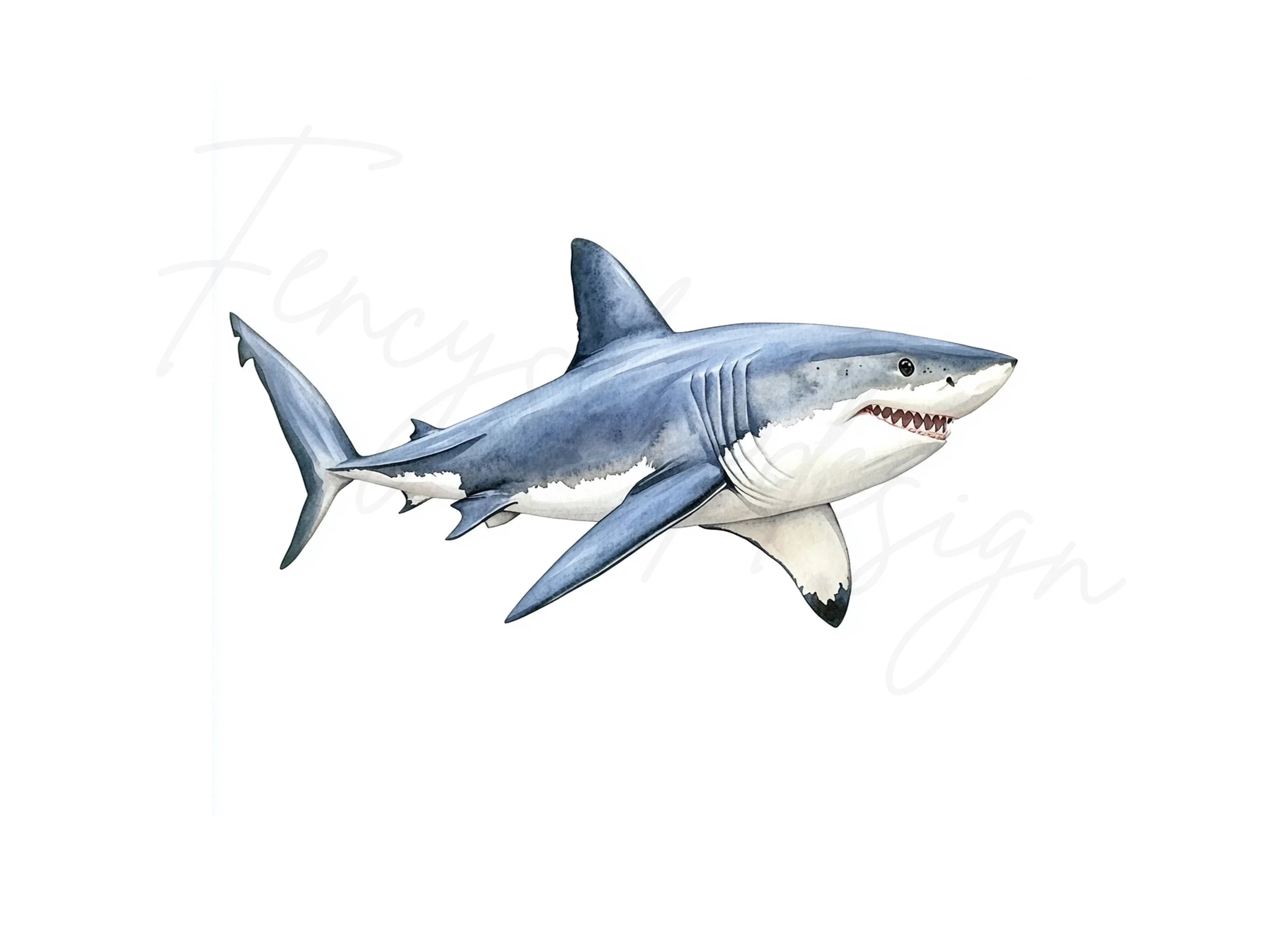 Great White Shark Clipart Bundle