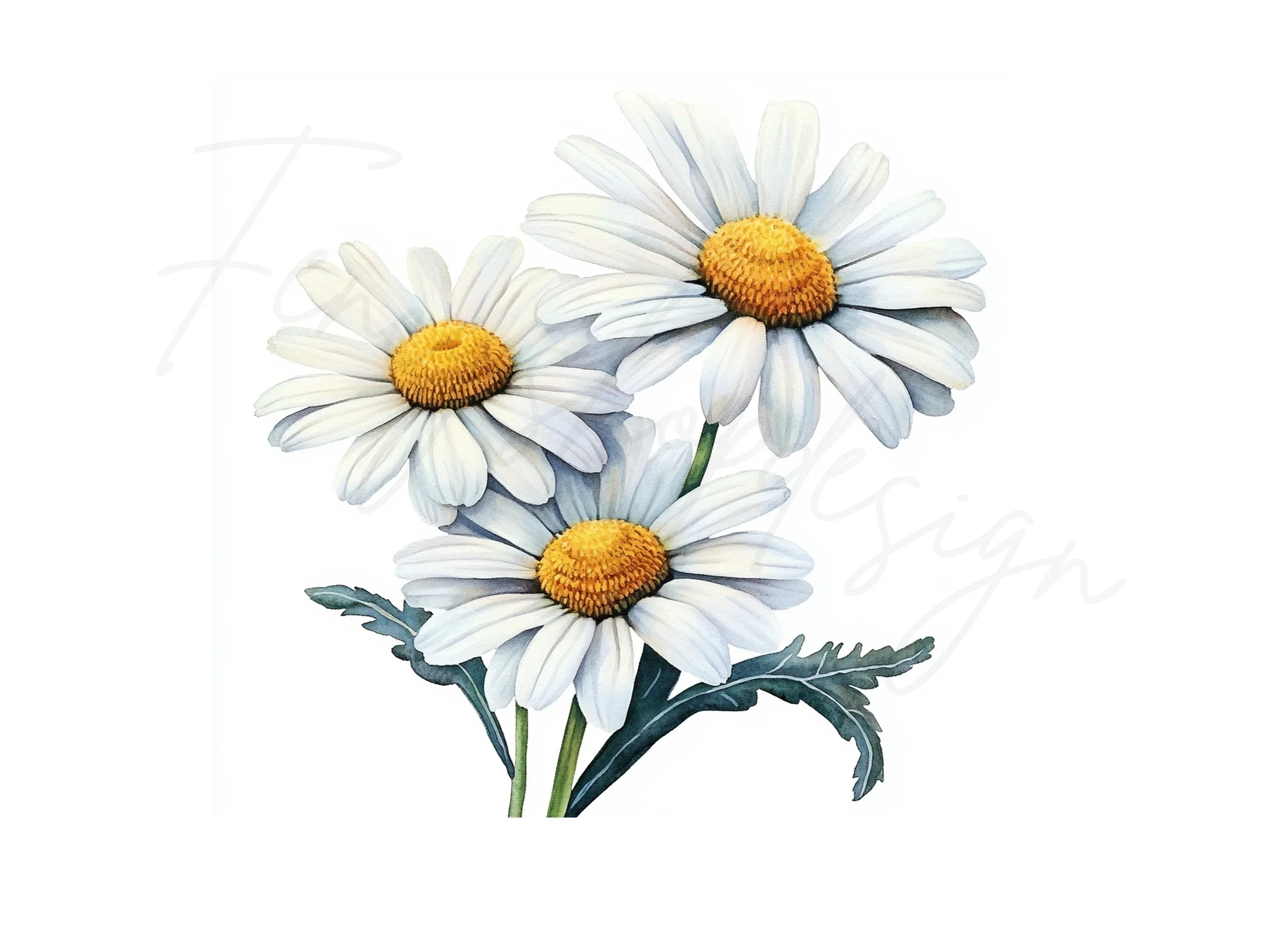Daisy Flower Clipart Bundle